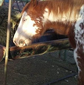 Meet your Posher, Jose